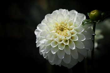 Weiße Dahlie