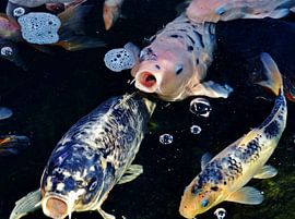 Koi fishing in a pond by Werner Lehmann