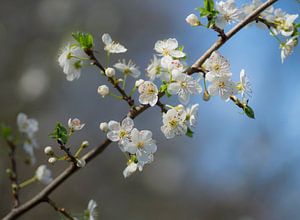 Time for blossom