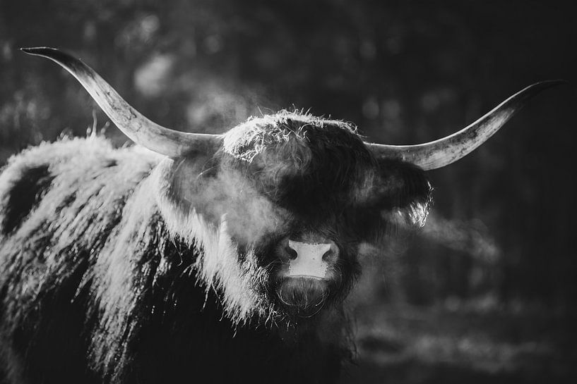 Blinded by the light | Scottish highlander portrait | black-and-white photography by Laura Dijkslag