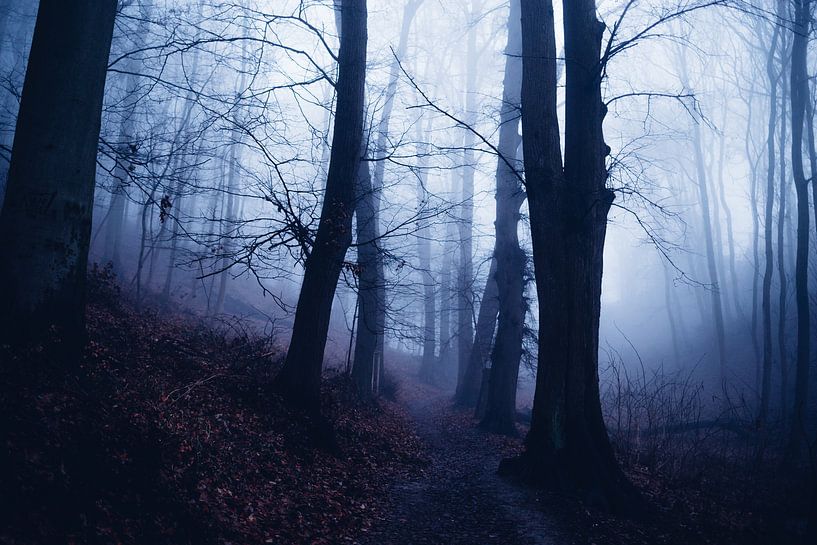 Mystischer Wald 016 von Oliver Henze