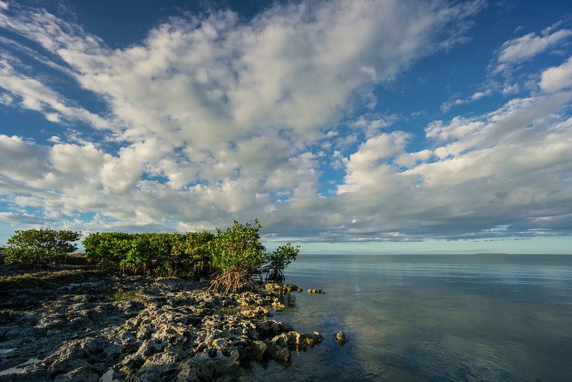 USA, Florida, Endless ocean behind extinct coral reef with mangrove trees by adventure-photos