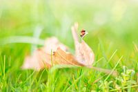 lieverheersbeestjes op blad