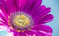 Gerbera
