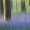 Bluebell forest van Christl Deckx