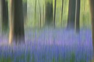 Bluebell forest van Christl Deckx thumbnail