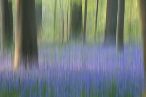 Blauglockenwald