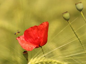 Hoverfly near the poppy. by Hermien Huis in ‘t Veld
