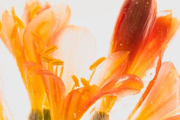 Clivia in ijs 3 van Marc Heiligenstein