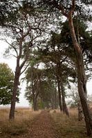 Strabrechtse heide, het freule laantje