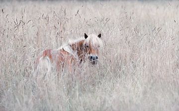 Een minipaardje in het hoge gras van Leny Silina Helmig