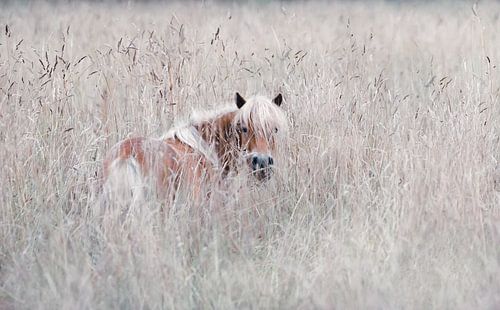 Un mini-cheval dans les hautes herbes