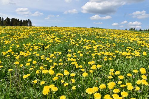 Een gebied van paardebloembloemen in de lente