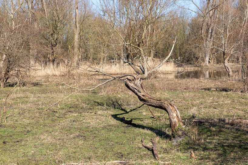 stump by Joop Kalshoven