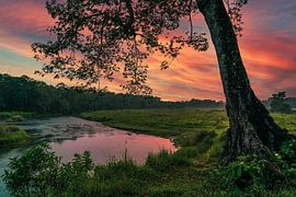 Coucher de soleil dans le parc national de Chitwan au Népal sur Tessa Louwerens