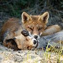 Twee jonge vosjes von Menno Schaefer Miniaturansicht