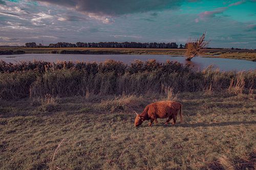 Schottische Highlander weiden im Biesbosch.