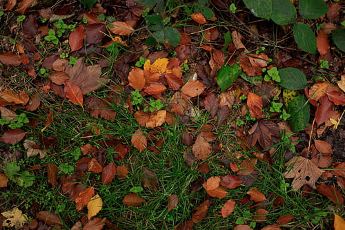 Autumnal Forest Floor
