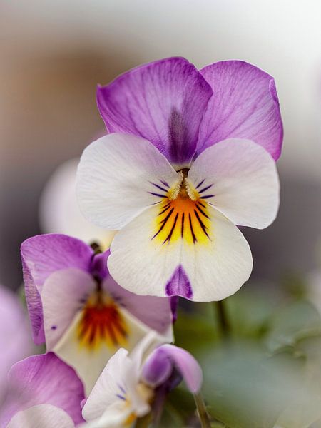 Pansy by Rob Boon