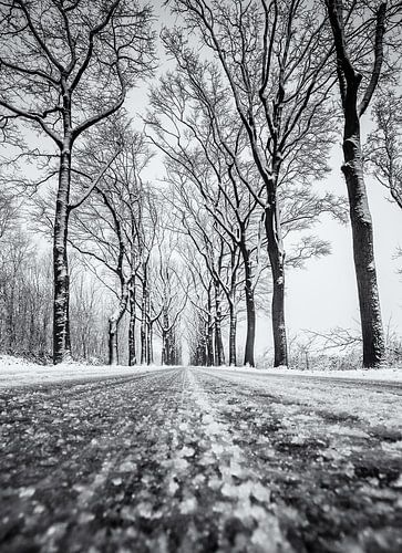 Sneeuw weg met bomen