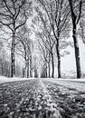 Schnee weg mit Bäumen von Martijn van Dellen Miniaturansicht