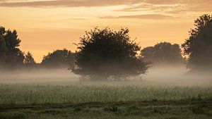 Einzelner Baum auf einer mit Morgennebel bedeckten Wiese