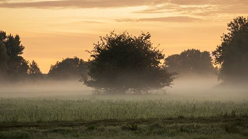 Arbre solitaire dans une prairie recouverte d'une couche de brume matinale
