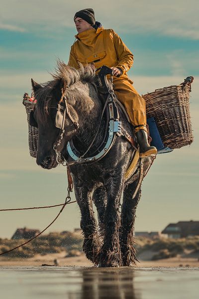 Pêche aux crevettes à cheval par Rik Verslype