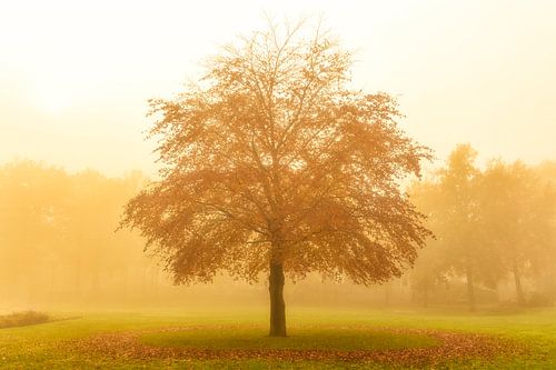 Boom met een cirkel van gevallen bladeren in het gras
