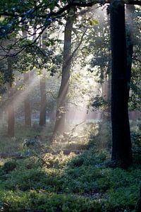 Les premiers rayons de soleil dans la forêt (2)