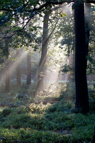 De eerste zonnestralen in het bos (2)