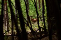 Hirsche im Wald, durchsichtige Aussicht