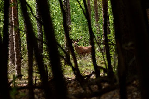 Cerf dans les bois, vue à travers la forêt