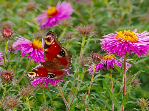 Schmetterling und Astern