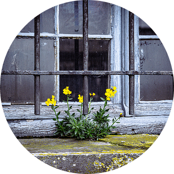 Gele bloemen voor raam oud gebouw van Tiny Jegerings