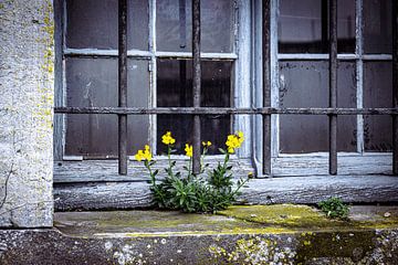 Yellow flowers in front of window old building by Tiny Jegerings