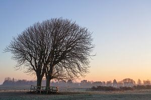 Frühlingsfreude am Morgen von Dirk van Egmond