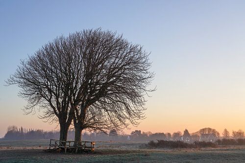 Lentevreugd in de morgen