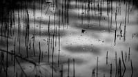 riet in water, reflecties van de lucht kleuren het plaatje in van Hans de Waay thumbnail