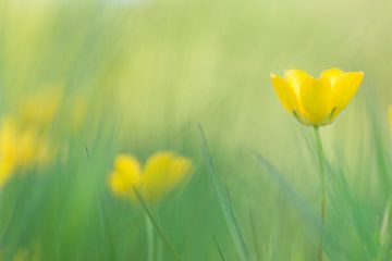 Gele boterbloemen in de lente by Esther Ehren