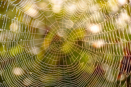 SPIDER'S WEB 1