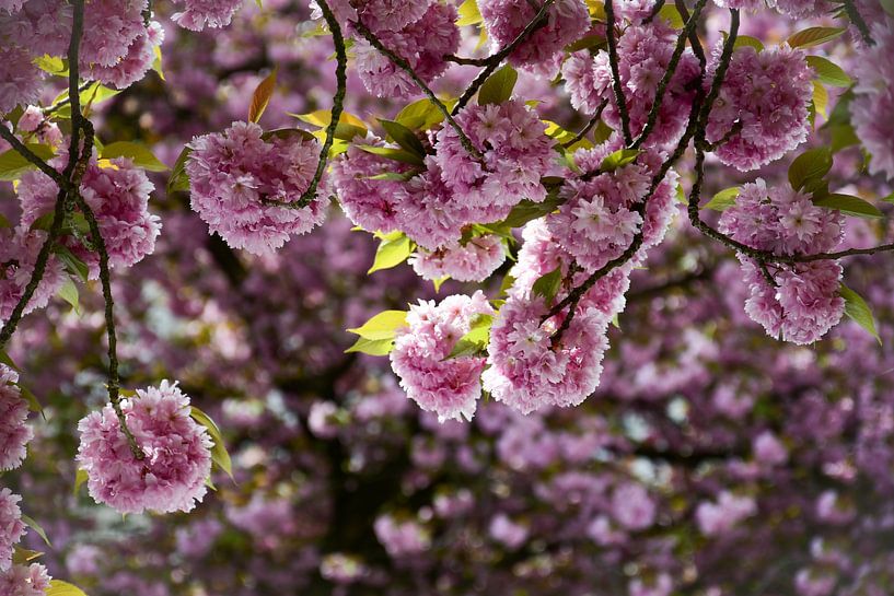 japanische Kirschblüte von Bettina Schnittert