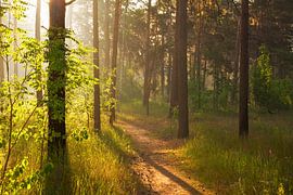 sunny forest by Mykhailo Sherman