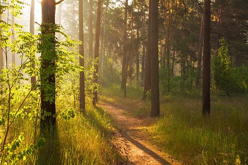 sunny forest