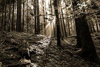 Herbstwald in SW