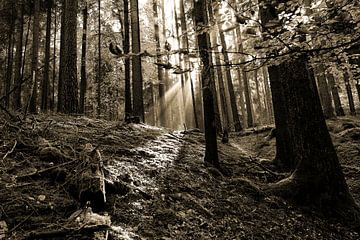 Autumn forest in black and white van Erich Werner