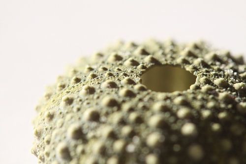 Sea urchin in closeup