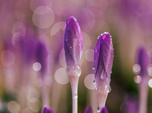 Krokusse von caroline wijnmaalen