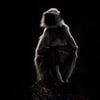 Langur Silhouette (2) von Claudia van Zanten
