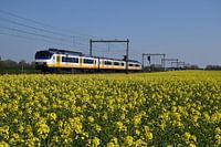 SGM Sprinter in spring